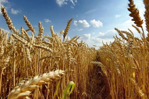 بسته سیاست‌های جدید تجاری گندم تدوین می‌شود